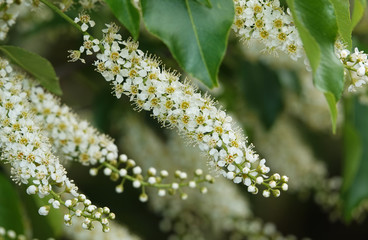 White flowers on the branches of bird cherry