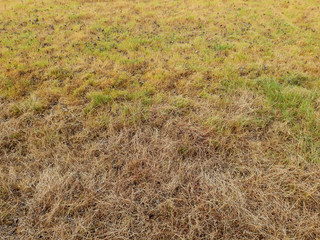 green grass and dry grass field