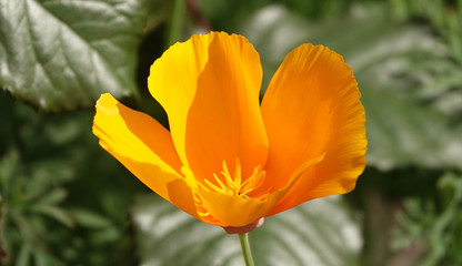 Flowers Eshsholtsiya California