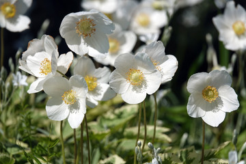 Japanese anemone Honorin Jober. White flower