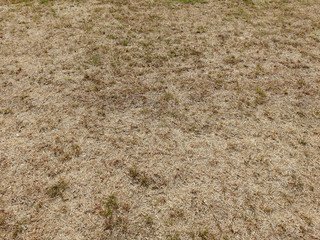 field of dry brown grass texture