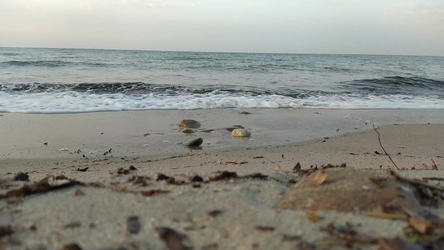 Onde del mare cariche di alghe che si infrangono sulla riva, e bagnano le pietre (parte 1)