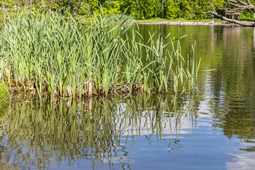 Horizontal texture of green grass reeds is by a pond in summer © Tatiana Kuklina