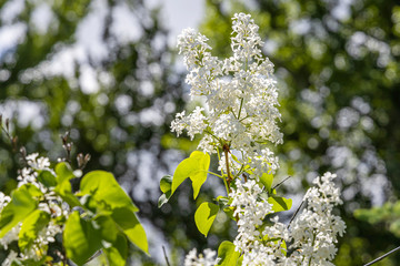 Branch of white lilac with green leaves and buds blooms on a green blurred background in summer