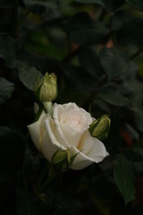 Light Cream Flower of Rose 'Kansha' in Full Bloom
