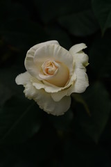 Light Cream Flower of Rose 'Kansha' in Full Bloom
