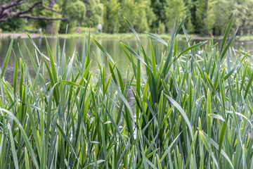 Horizontal texture of green grass reeds is by a pond in summer © Tatiana Kuklina