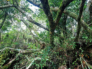 Growing trees and green plants nature