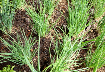 Group of scallion are growing on land in rural of Thailand. Thai people used raw and cooked green onion in many Thai food.