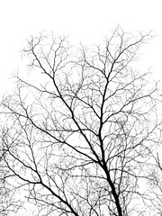 dry tree silhouette isolated on white background