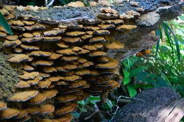 山林の野生のキノコ