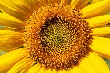 Obraz premium Sunflower details in sunny day.