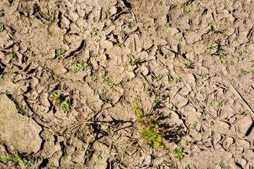 Dry soil on the farm, mid of August