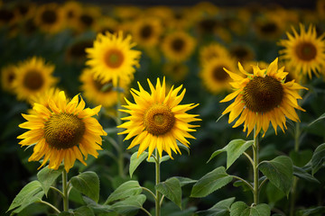 Sunflowers in the early evening / sunset sky