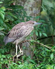 Black crowned Night-heron stock photos.  Juvenile bird perched on a branch displaying brown feather plumage, body, head, eye, beak in its habitat with a foliage background. Looking to the right side.