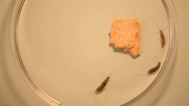 Three gray silverfish, ctenolepisma longicaudata, crawling in a dish with a breadcrumb.