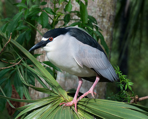 Black Crowned Night Heron Bird Stock Photos. Image. Picture. Portrait. Perched on foliage.