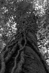 Fototapeta na wymiar Climbing branches on a tree trunk
