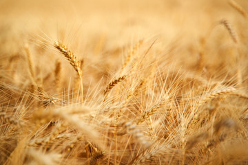 Fototapeta premium Golden ripe wheat ears at the farm field ready for harvesting. Rich wheat crop harvest. Agriculture and agronomy theme. Shallow depth of field.