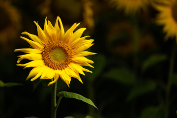 Sunflowers in the early evening / sunset sky