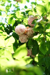 Faint Pink Flower of Rose 'La France, Cl.' in Full Bloom
