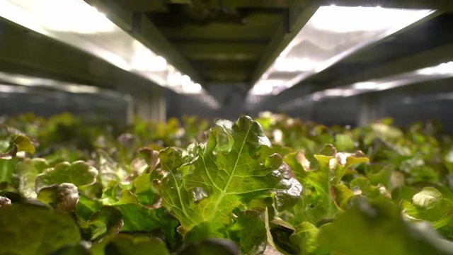 Organic hydroponic vegetable grow with LED Light Indoor farm,Agriculture Technology