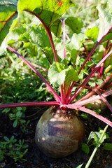  A large beet with leaves grows in the garden in the ground. Sunny summer day, blur end selective focus