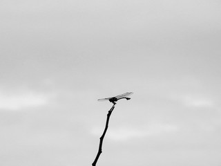 dragonfly on dry branch tree with sky background, black and white style