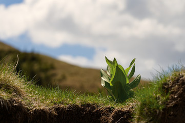 green grass and blue sky