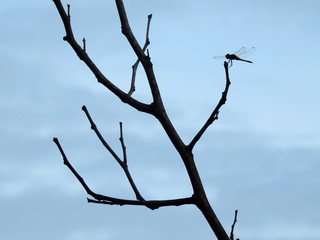 dragonfly on dry branch tree with blue sky background