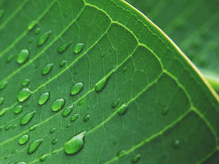 droplets of water on green leaf of Plumeria tree
