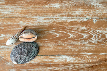 multicolored sea shells lying on a wooden textured board