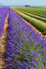 Fototapeta na wymiar Harvesting, Lavender (lavandin) Fields, Valensole Plateau, Alpes Haute Provence, France, Europe