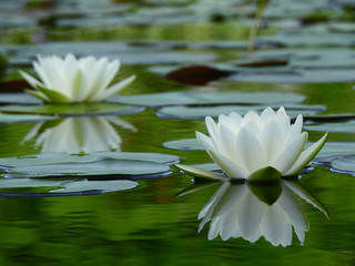 white lotus blooming on water with reflection in the pond at morning