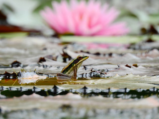 Green paddy frog ( Hylarana erythraea ) on lotus leaf in the pond