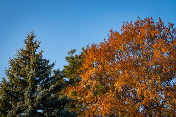 Golden foliage of red oak and blue needles of blue Christmas tree Picea pungens against blue autumn sky. Pitsunda pine. Evergreen landscaped garden. Sunset. North Caucasus nature concept for design.