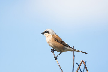 red-backed shrike (Lanius Collurio)
