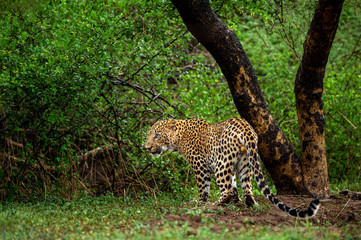 wild male leopard or panther in monsoon green at jhalana forest reserve or leopard reserve jaipur rajasthan india - panthera pardus fusca