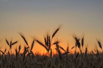 Backlit wheat plant in the field with the background in sunrise. Farm food concept