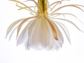 逆光の月下美人08