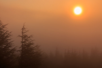Fototapeta na wymiar Pine forest with fog and Sun behind the fog. Nature phenomena concept