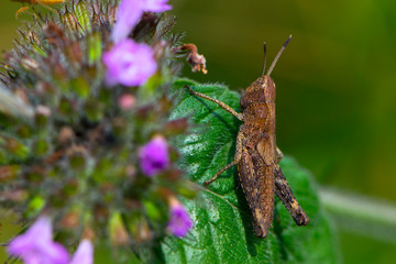 
brown grasshopper sitting on a green leaf close-up