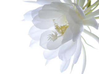 逆光の月下美人03