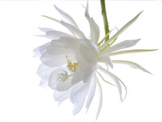 逆光の月下美人02