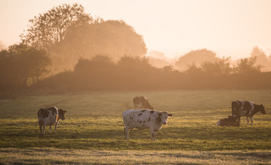 Dairy cows grazing in a grass meadow during misty sunrise morning in rural Ireland
