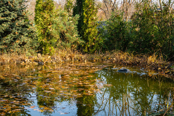 Skimmer Messner floats on surface of water in pond. Reflection of plants in water as in mirror. Pond in landscaped garden. Skimmer collects leaves, dirt and other foreign objects from surface of water