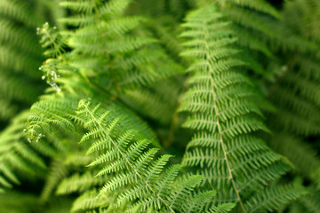 Plants in an urban environment