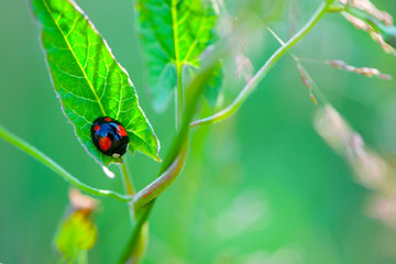 natural green background, close-up black with red dots ladybug sitting on green leaves. Insect macro, ladybug of black color and red dots