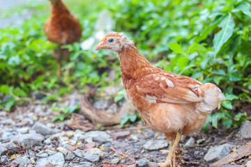 Brown chickens walk on the ground to find the chickens