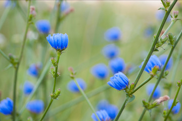 blue flowers of Cichorium intybus on a green bush close-up. Bright flowers of chicory against the backdrop of a summer landscape. summer natural background